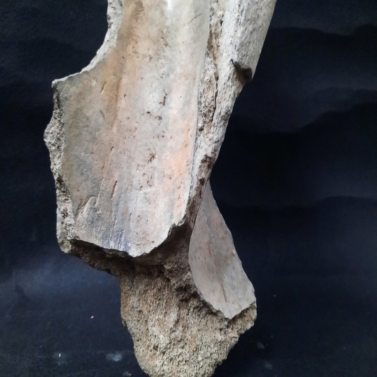  Enorme Os De Mammouth . L´Omoplate-photo-4