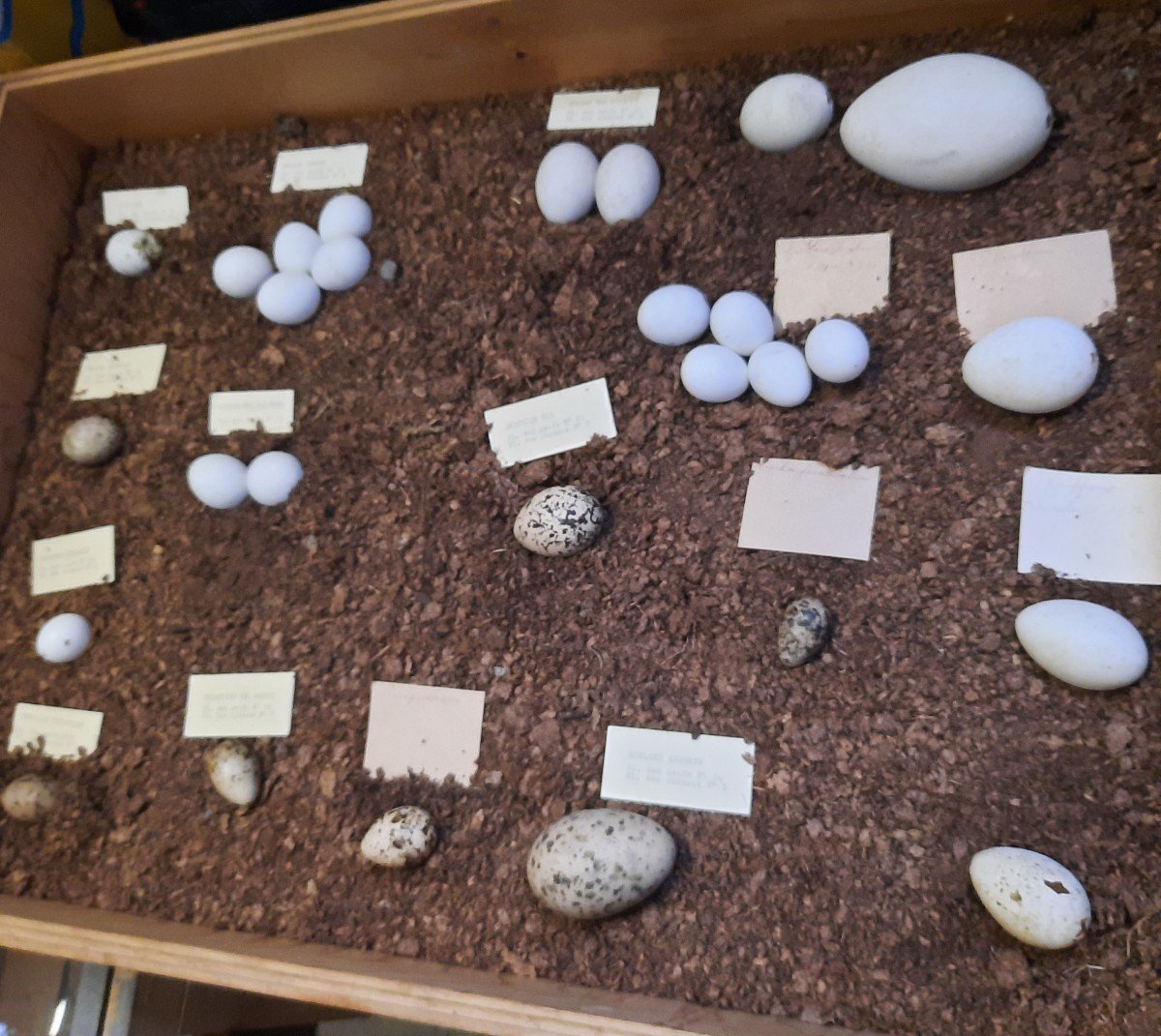 Old Museum Display Cases Of Bird Egg Collections-photo-2