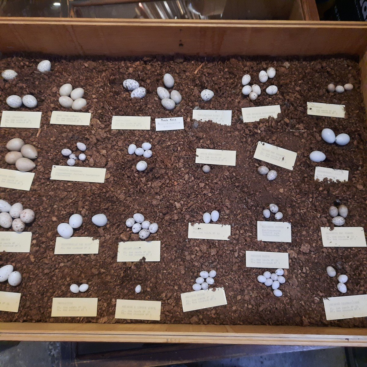 Old Museum Display Cases Of Bird Egg Collections-photo-1