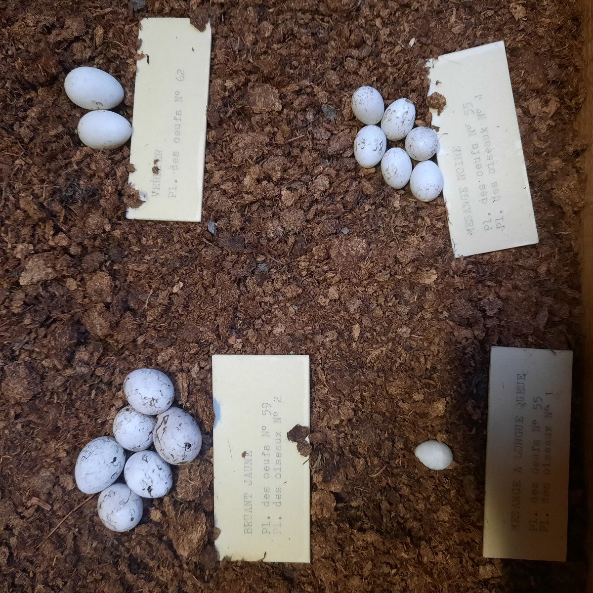 Old Museum Display Cases Of Bird Egg Collections-photo-2
