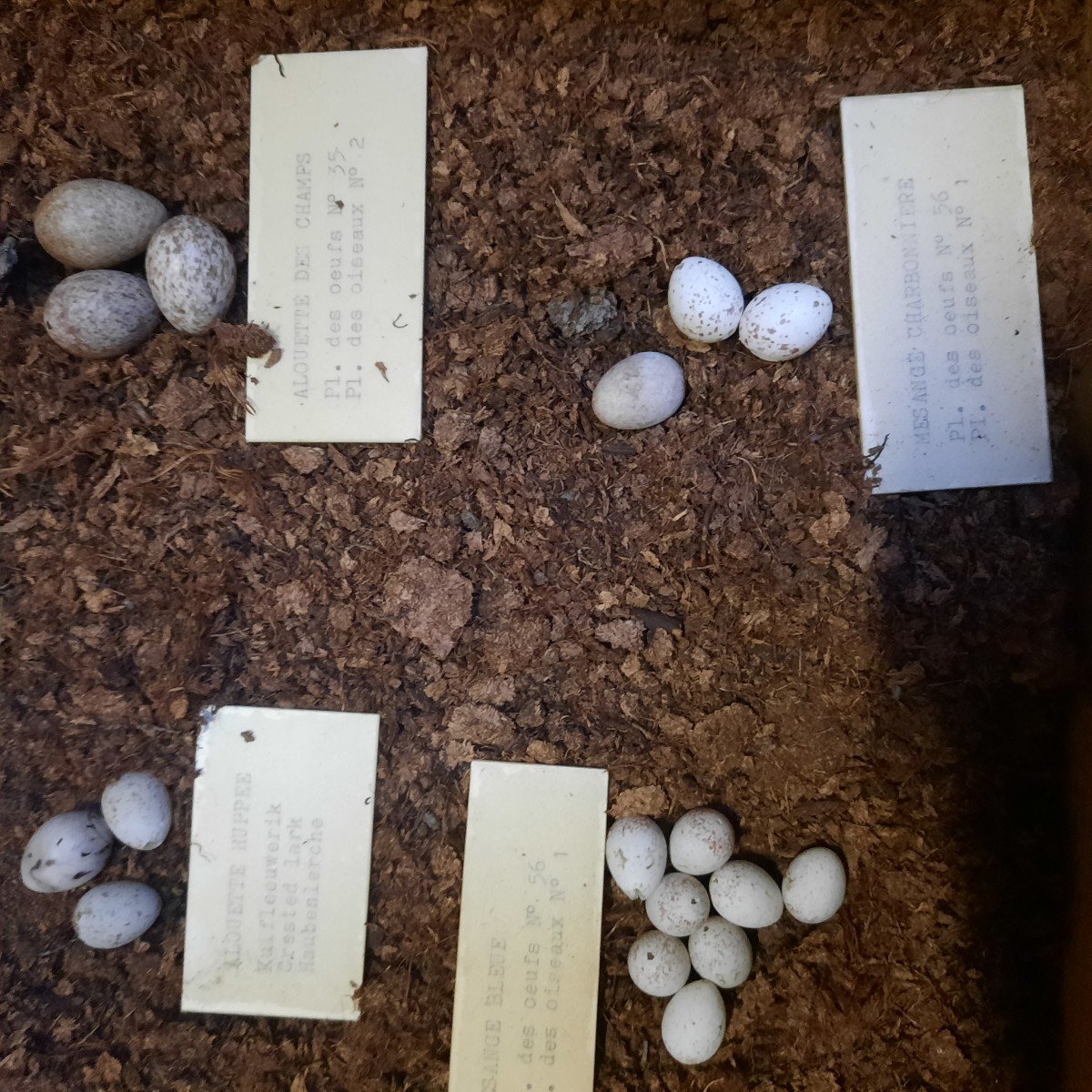 Old Museum Display Cases Of Bird Egg Collections-photo-3