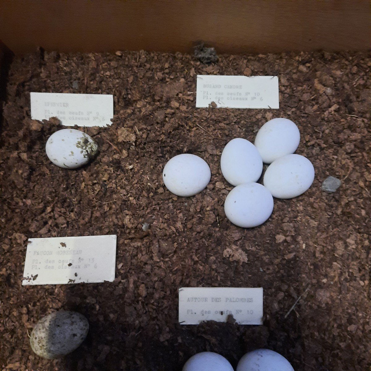 Old Museum Display Cases Of Bird Egg Collections-photo-6