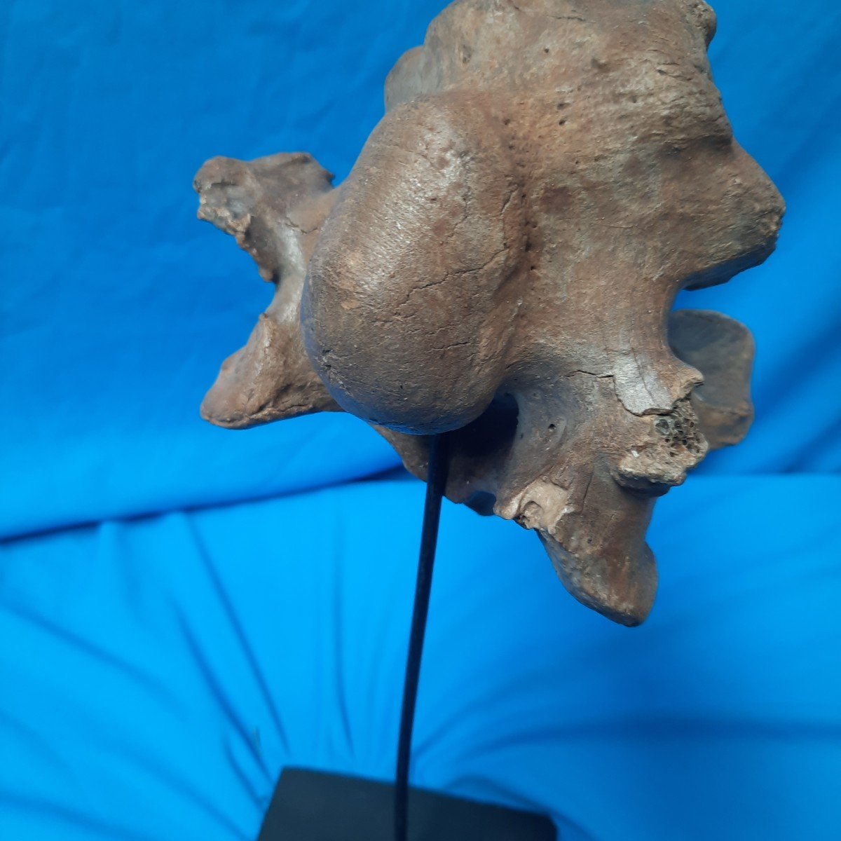 Vertèbre De Mammouth  Mammuthus Primigenius, Mer Du Nord, Pléistocène -photo-3
