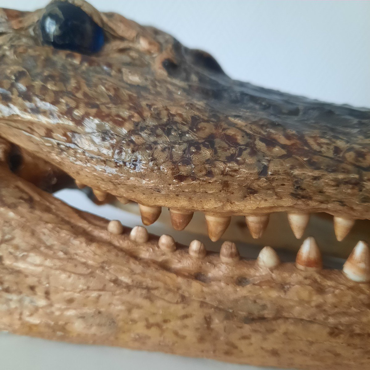 Ce N'est Ni Un Gavial Ni Un Crocodile, Ni Un Caiman Non Plus... C'est ...-photo-3
