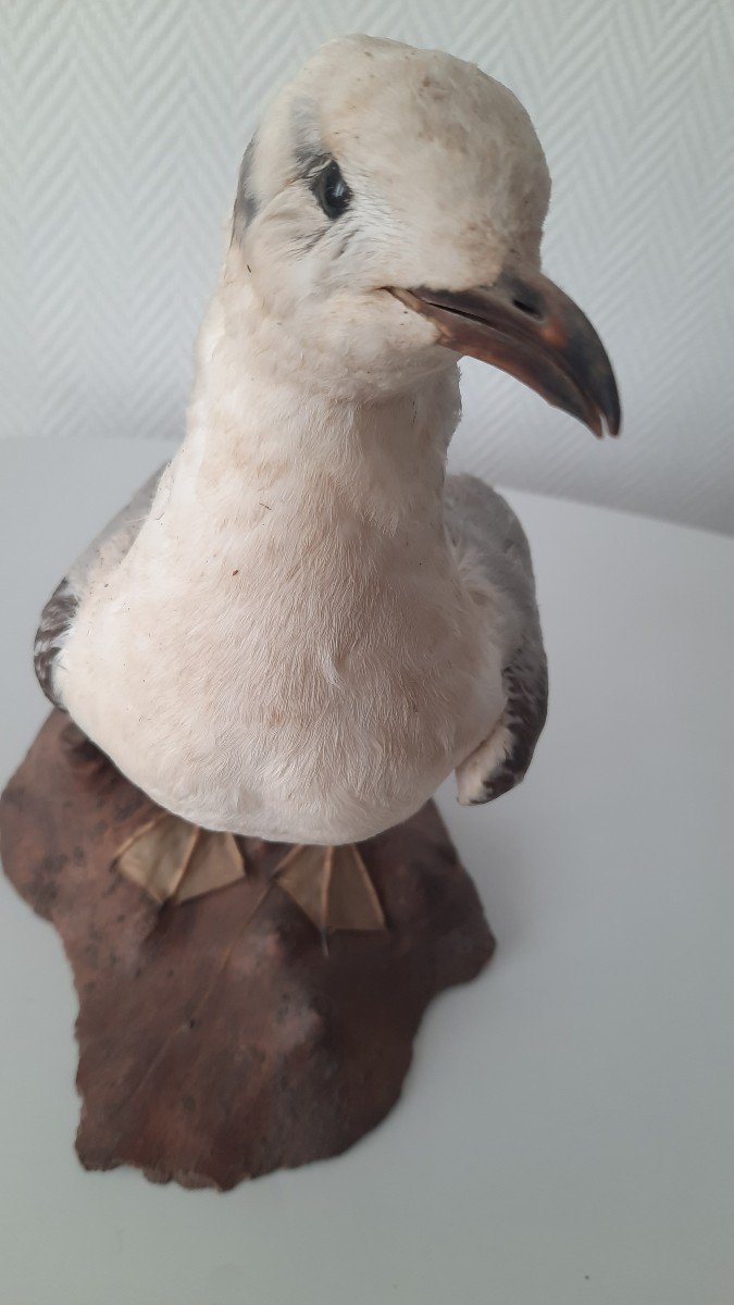 Kittiwake-photo-3