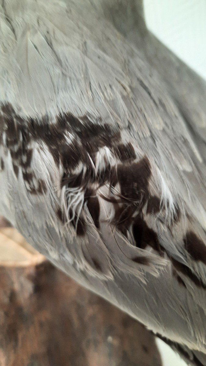 Kittiwake-photo-1