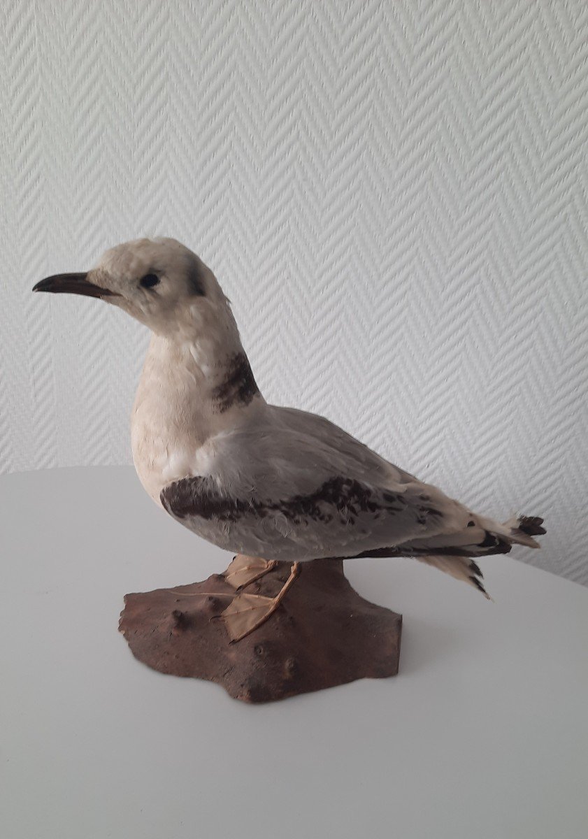 Kittiwake