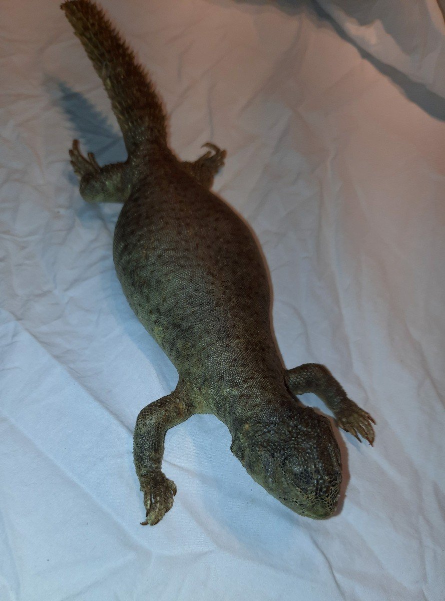  spécimen naturalisé ...Même Pas Peur d'Un Uromastyx-photo-2