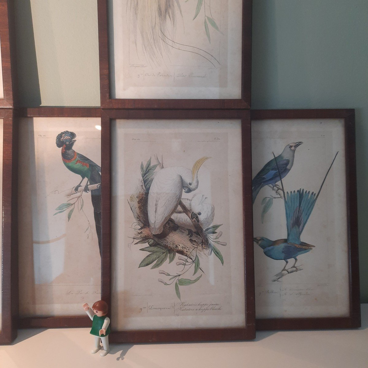 Color Of Exotic Birds 19th Century Engravings-photo-4