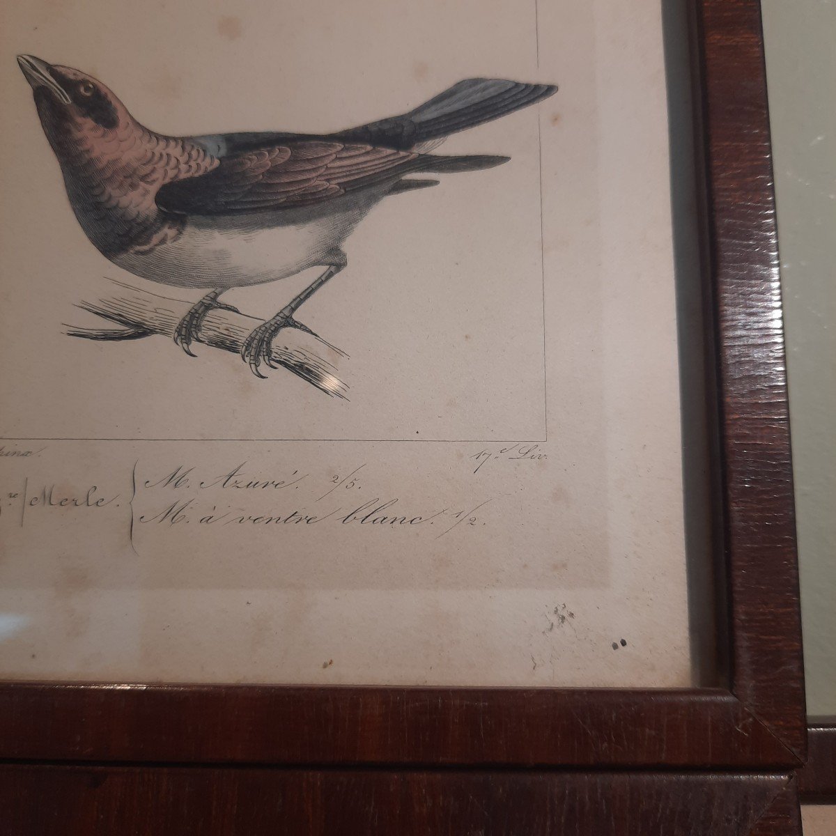 Color Of Exotic Birds 19th Century Engravings-photo-3