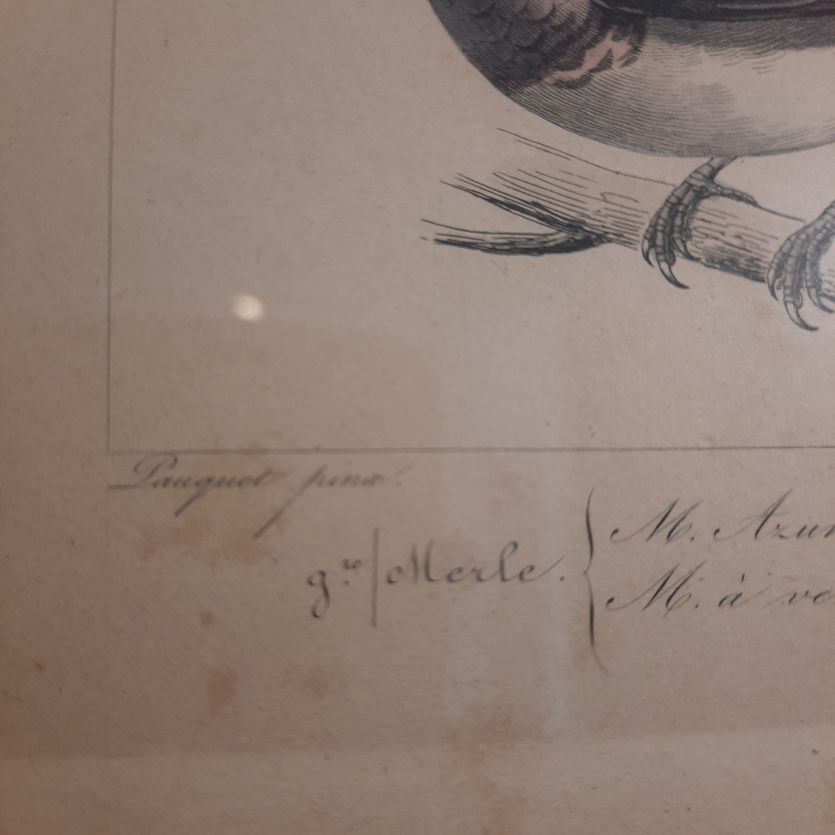 Color Of Exotic Birds 19th Century Engravings-photo-4