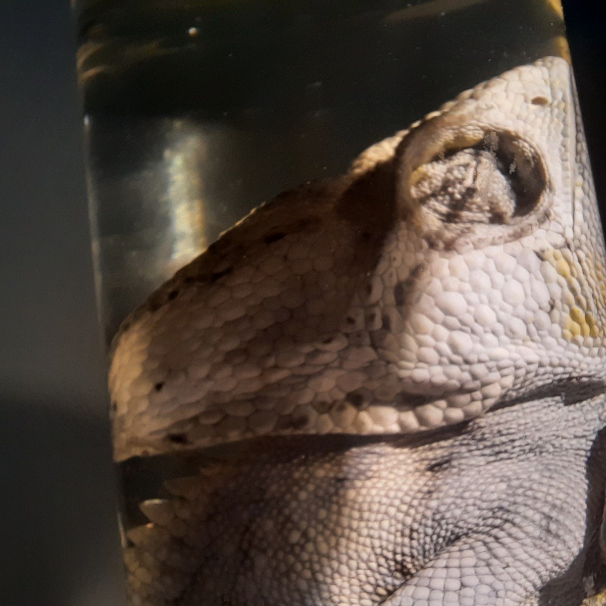 He Darwin .....a Chameleon Formaldehyde-photo-2