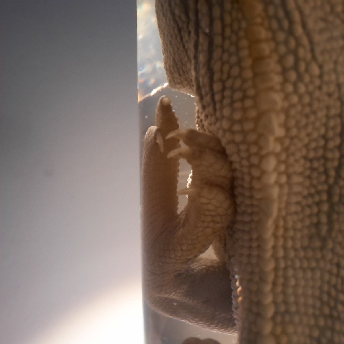 He Darwin .....a Chameleon Formaldehyde-photo-3