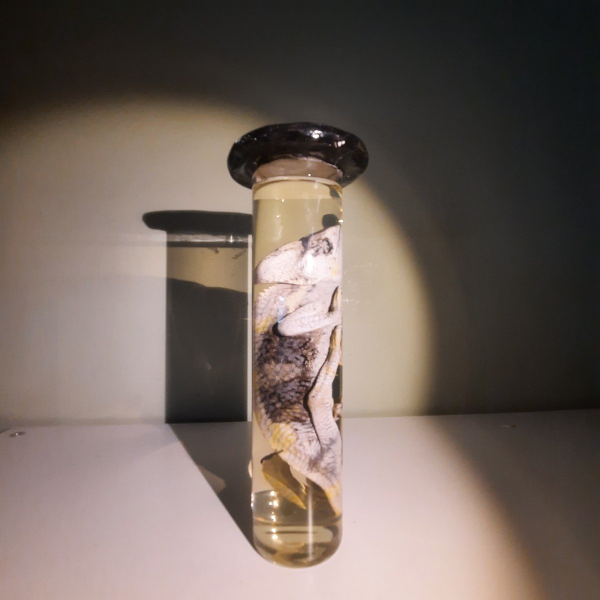 He Darwin .....a Chameleon Formaldehyde-photo-5