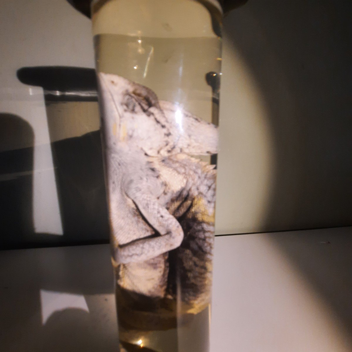 He Darwin .....a Chameleon Formaldehyde-photo-6