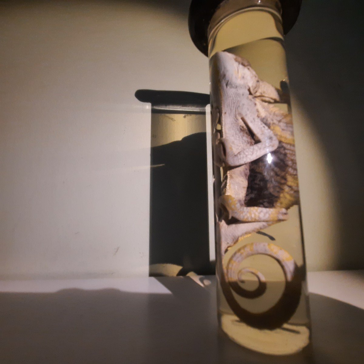 He Darwin .....a Chameleon Formaldehyde-photo-7