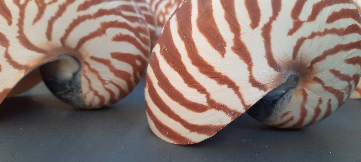Concile De Nautiles-photo-4