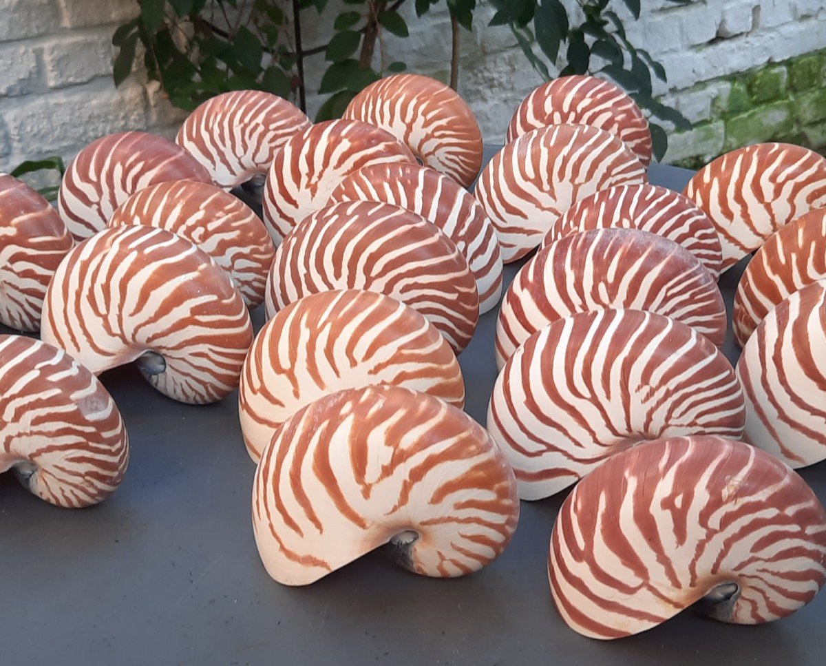 Concile De Nautiles-photo-1
