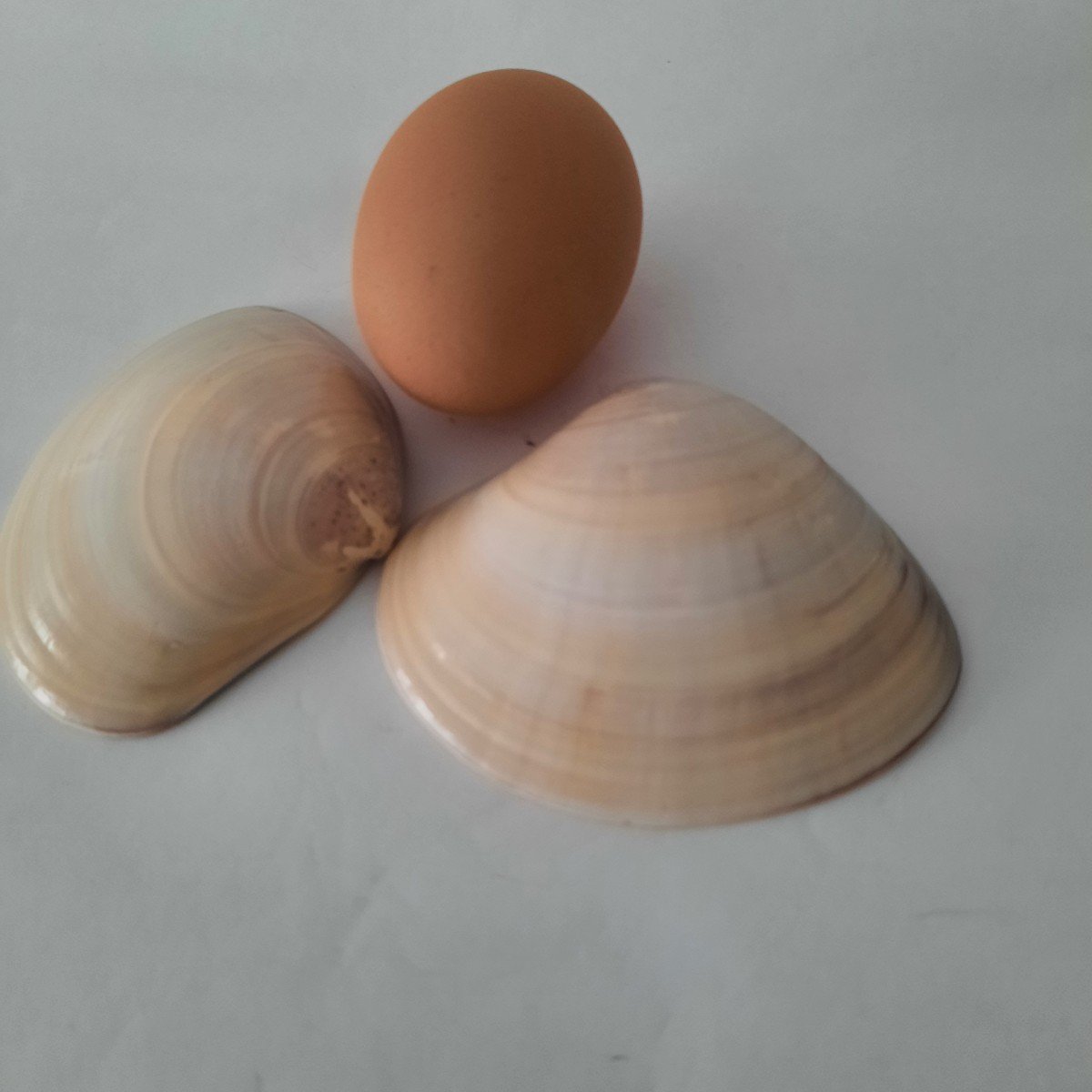 Kai Awaze Ou Miniatures Peintes Dans Un Coquillage.-photo-2