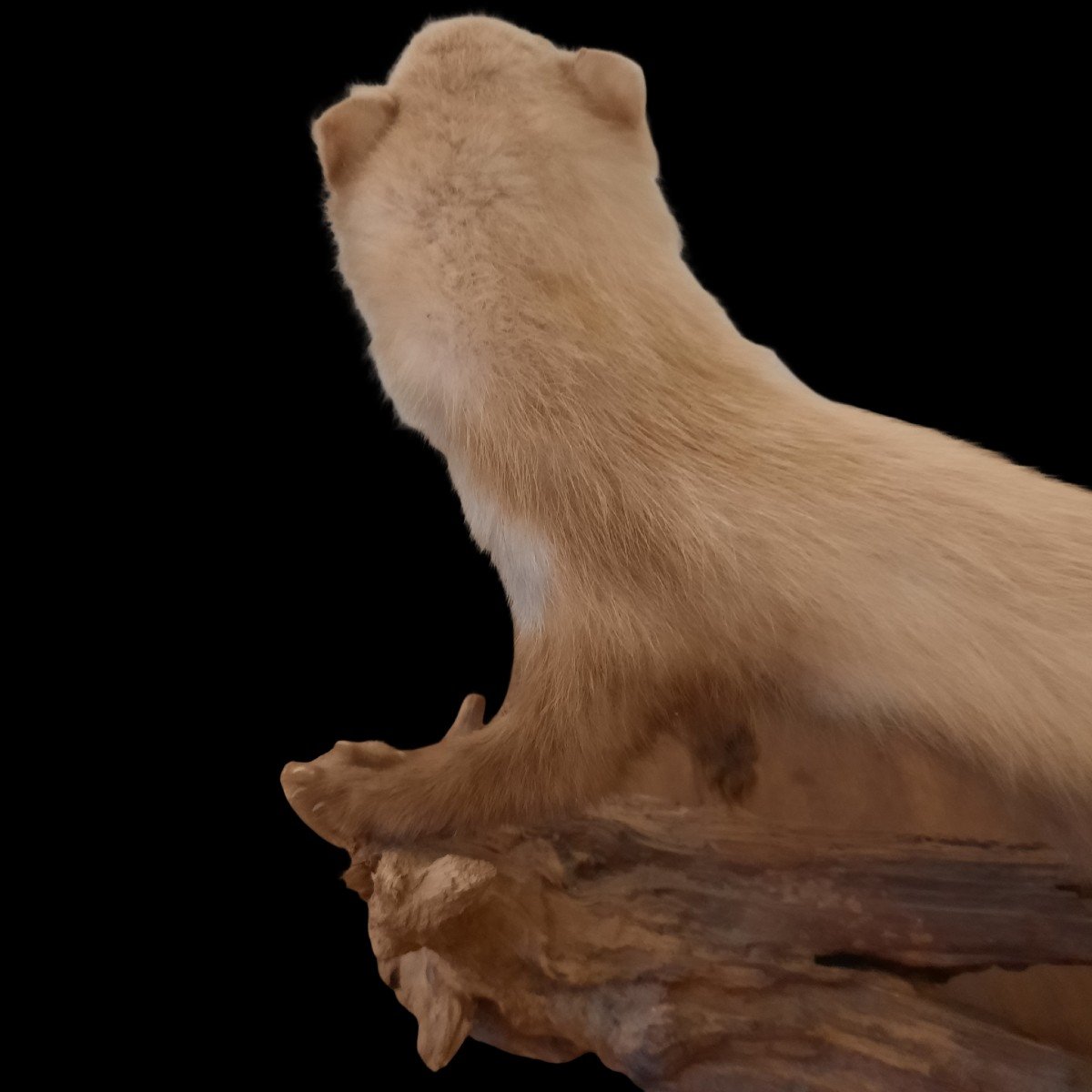 Beautiful Taxidermied Mustelid-photo-4