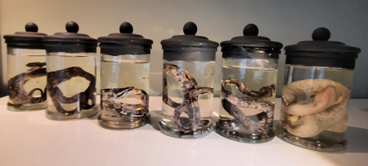 Colonie De  Bébés Serpents …