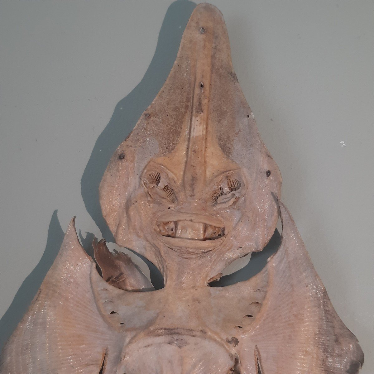 Raie Monstre Des Mers  Jenny Hanniver -photo-2