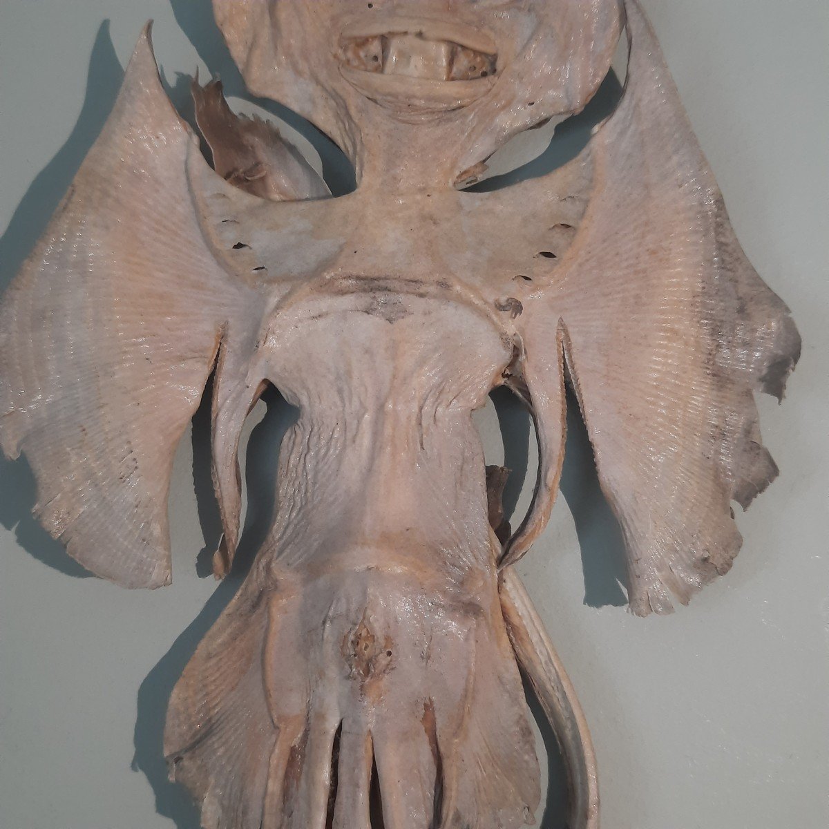 Raie Monstre Des Mers  Jenny Hanniver -photo-3