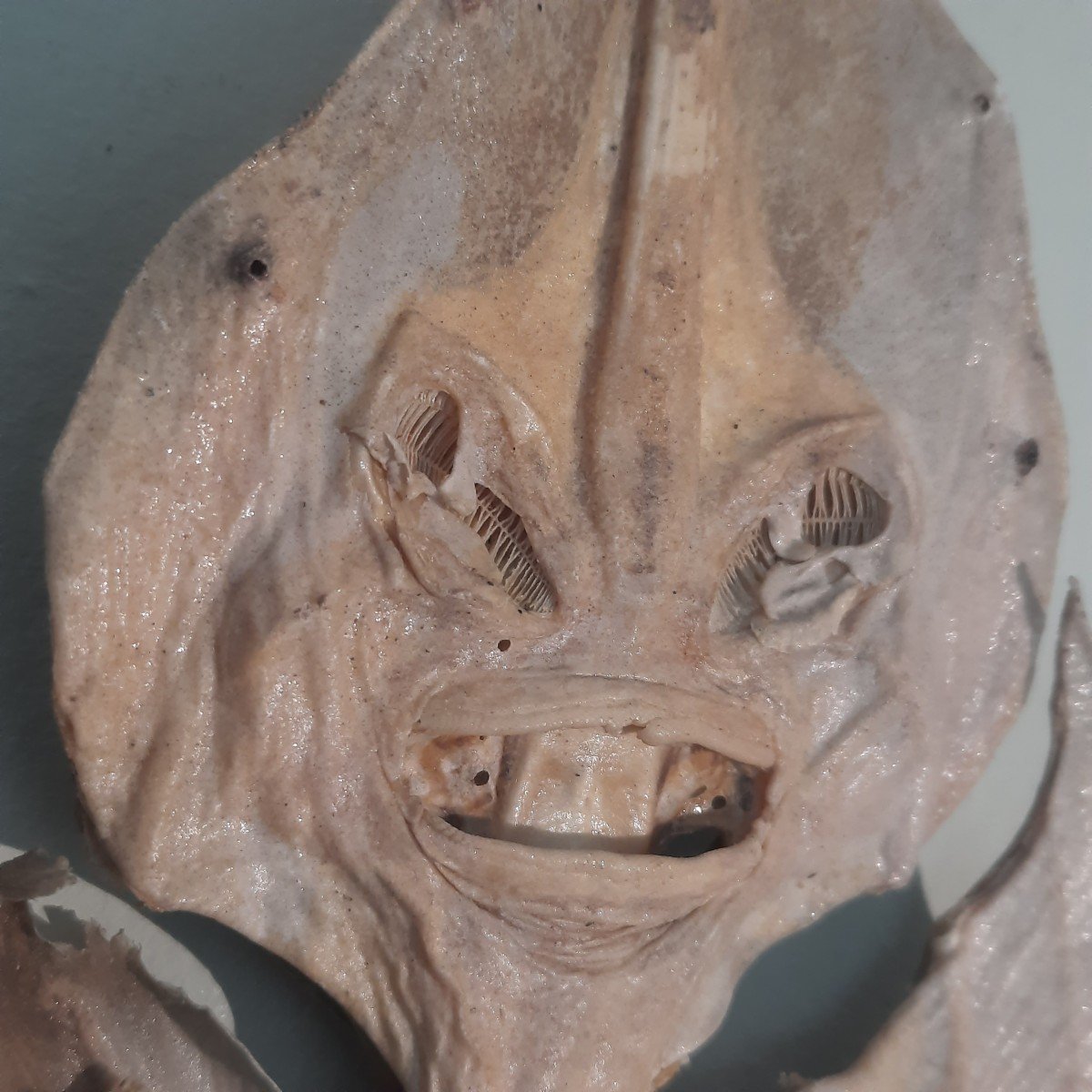 Raie Monstre Des Mers  Jenny Hanniver -photo-4