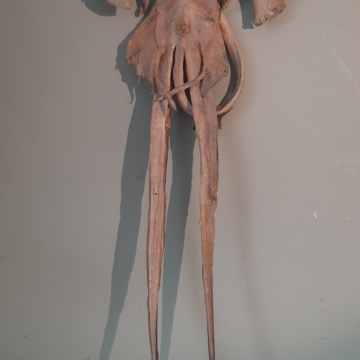 Raie Monstre Des Mers  Jenny Hanniver -photo-1