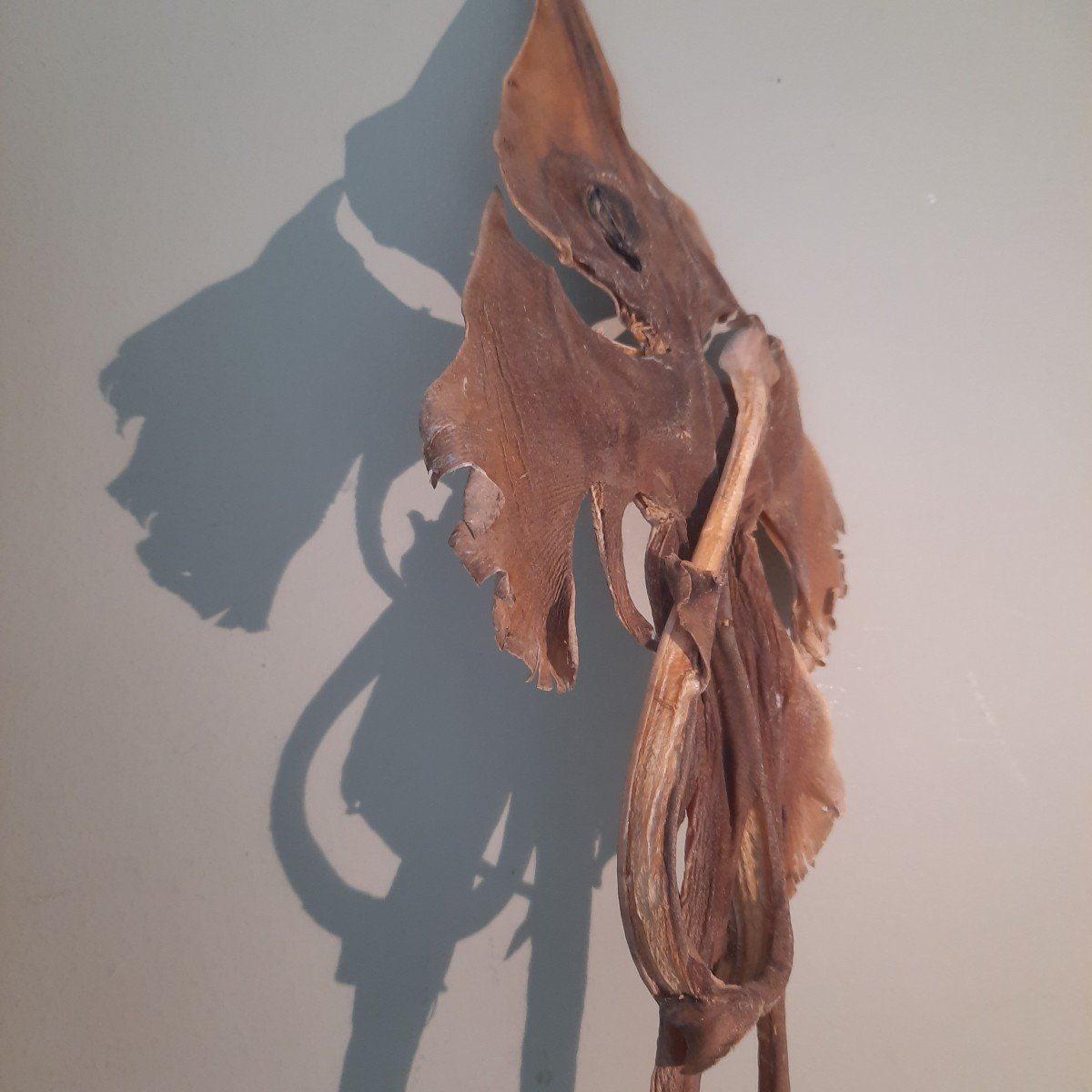 Raie Monstre Des Mers  Jenny Hanniver -photo-4