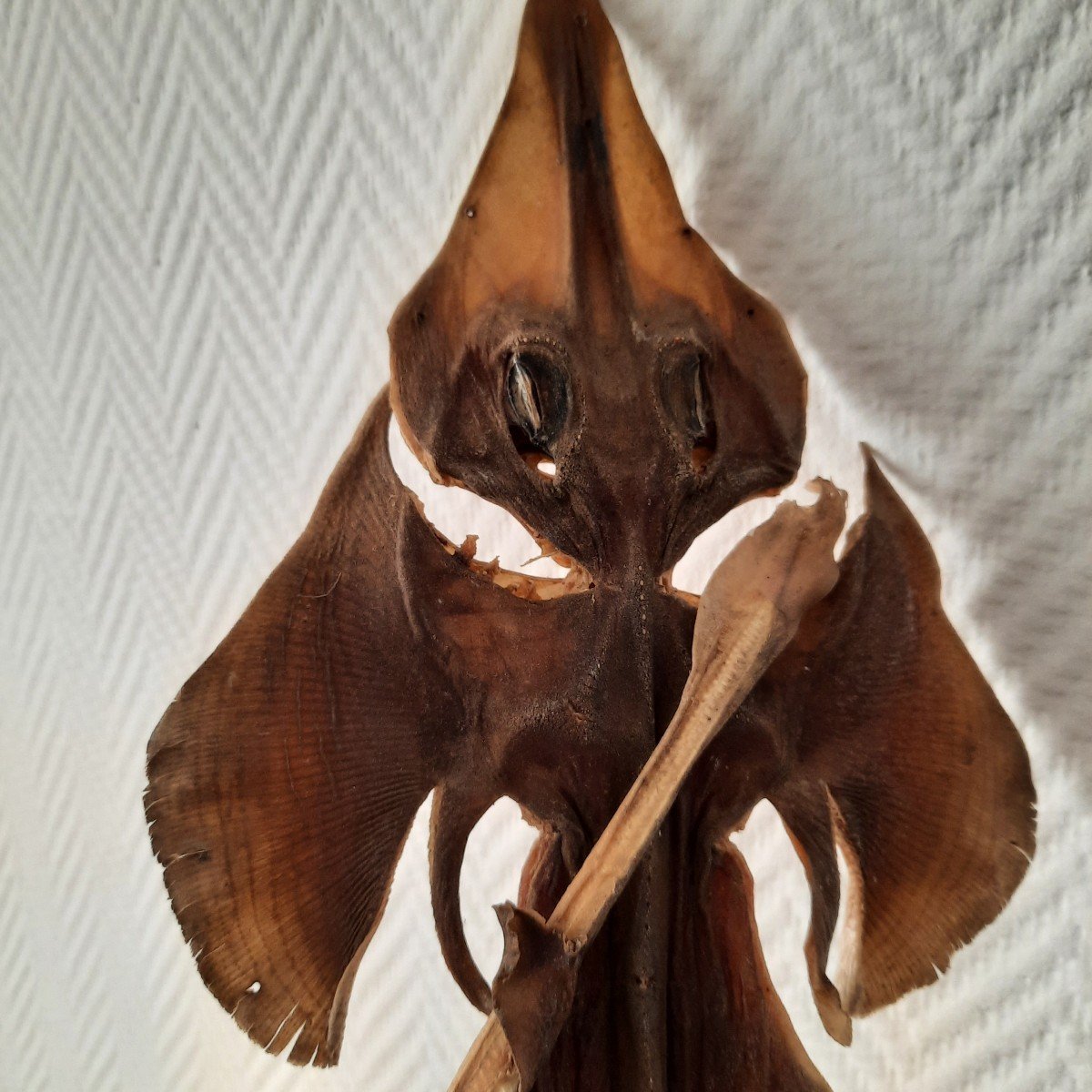 Raie Monstre Des Mers  Jenny Hanniver -photo-5