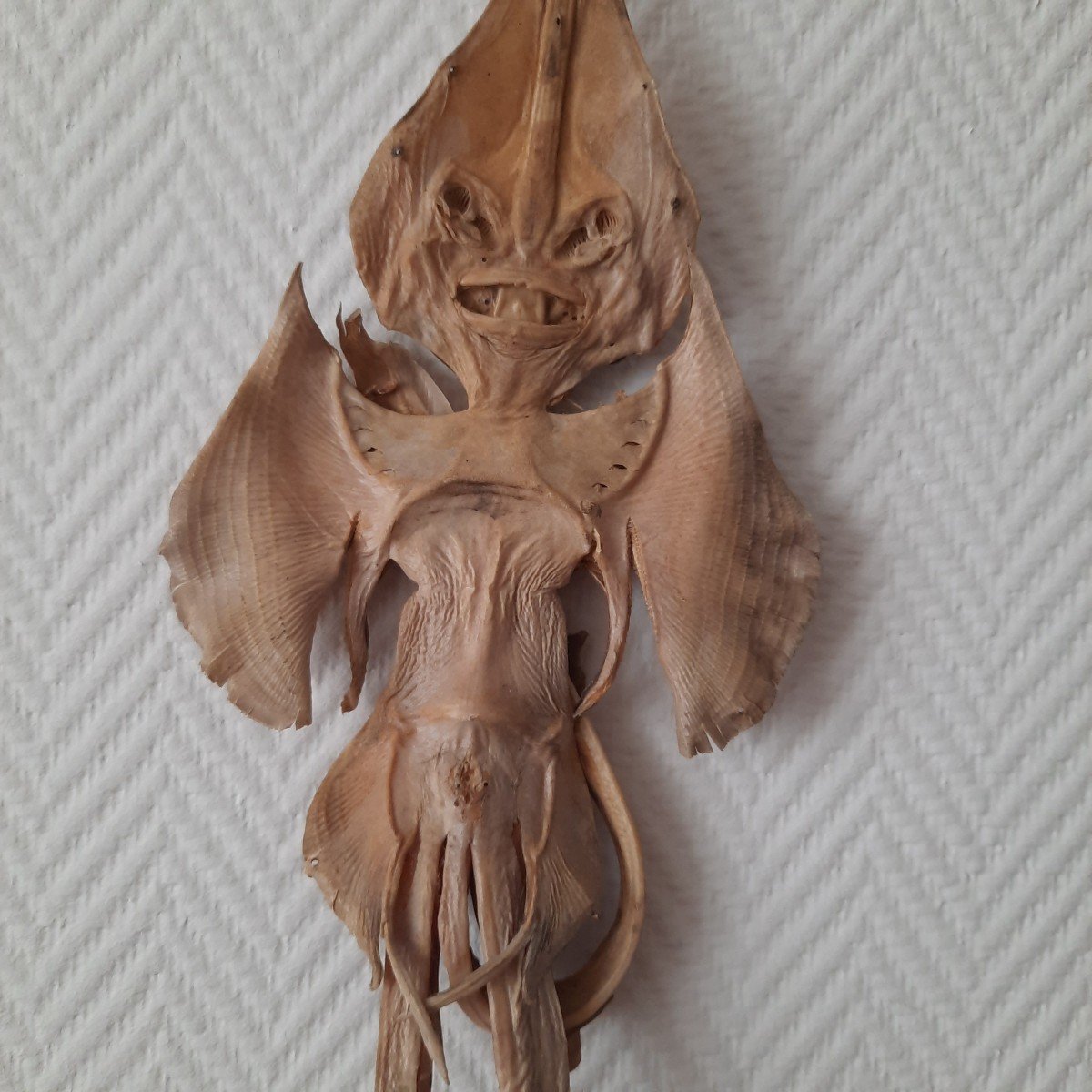 Raie Monstre Des Mers  Jenny Hanniver -photo-7