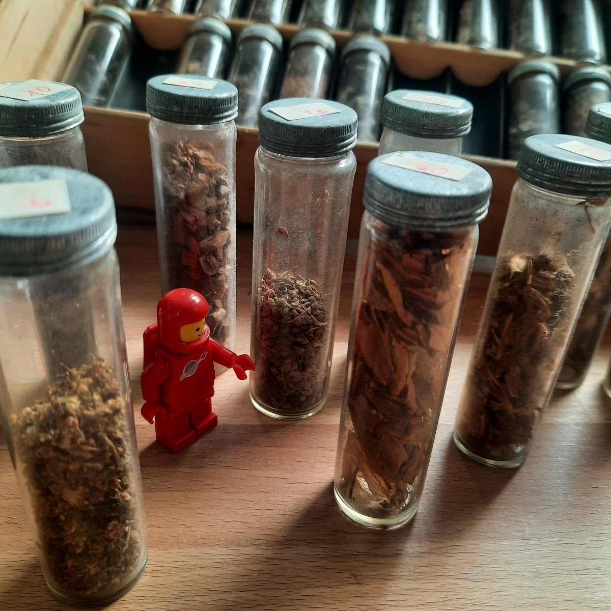 Herbal Vials For Budding Herbalists Early 20th Century-photo-4