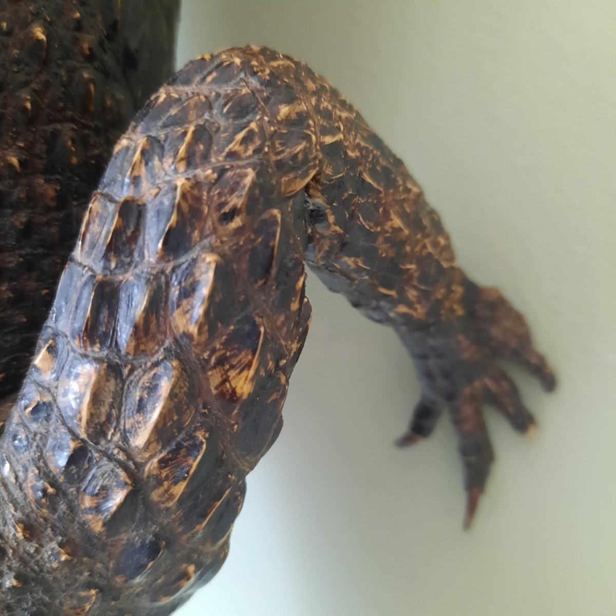 Very Elegant Stuffed Crocodile-photo-4