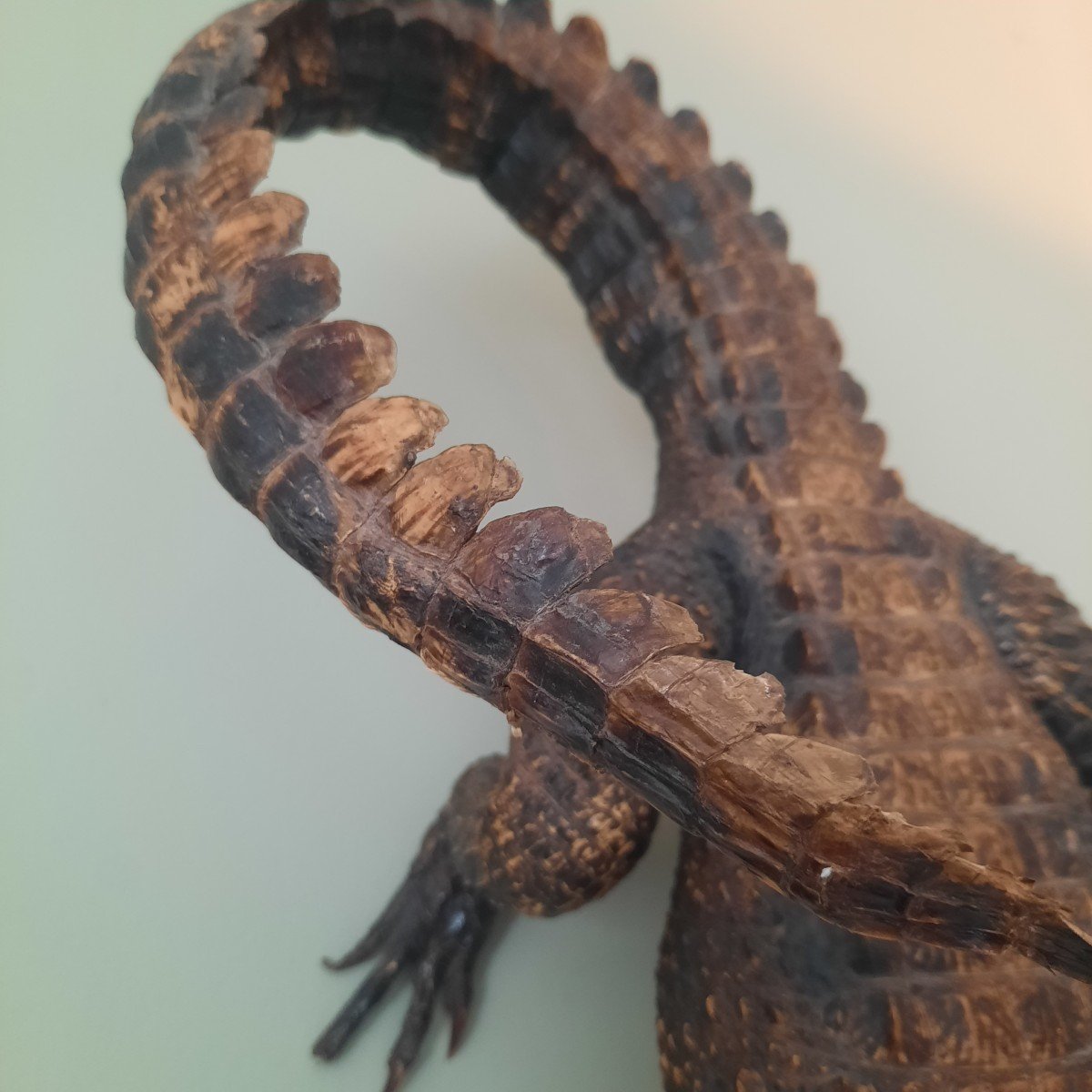 Very Elegant Stuffed Crocodile-photo-5