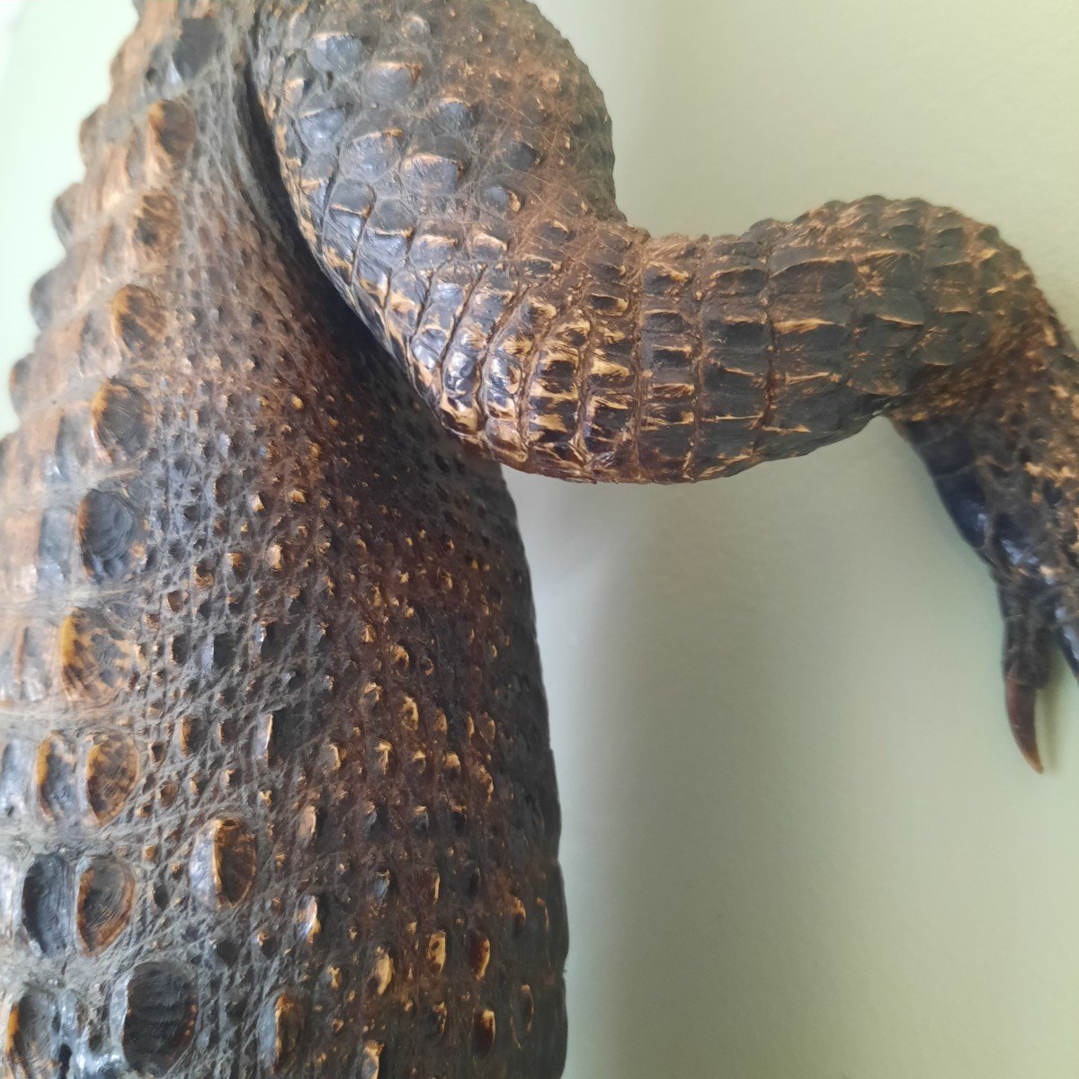 Very Elegant Stuffed Crocodile-photo-6