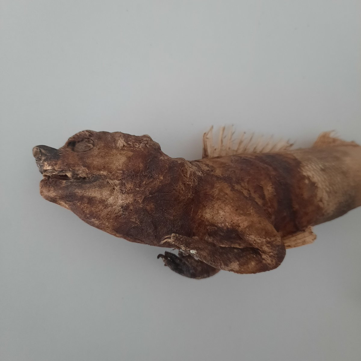 Authentique Sirene De Fidji Ou Feddjee Mermaid...-photo-2