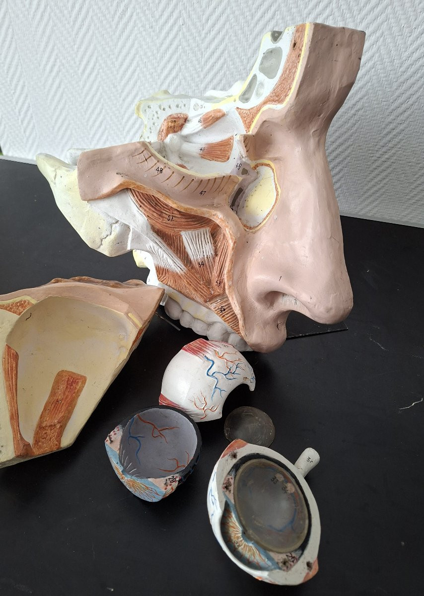 Anatomie d'antan  Didactique à l'Oeil...-photo-4