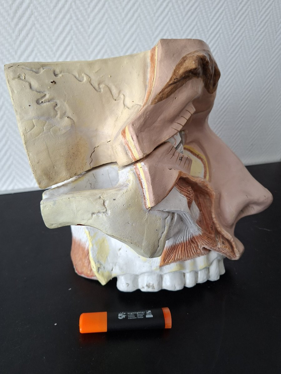 Anatomie d'antan  Didactique à l'Oeil...-photo-1