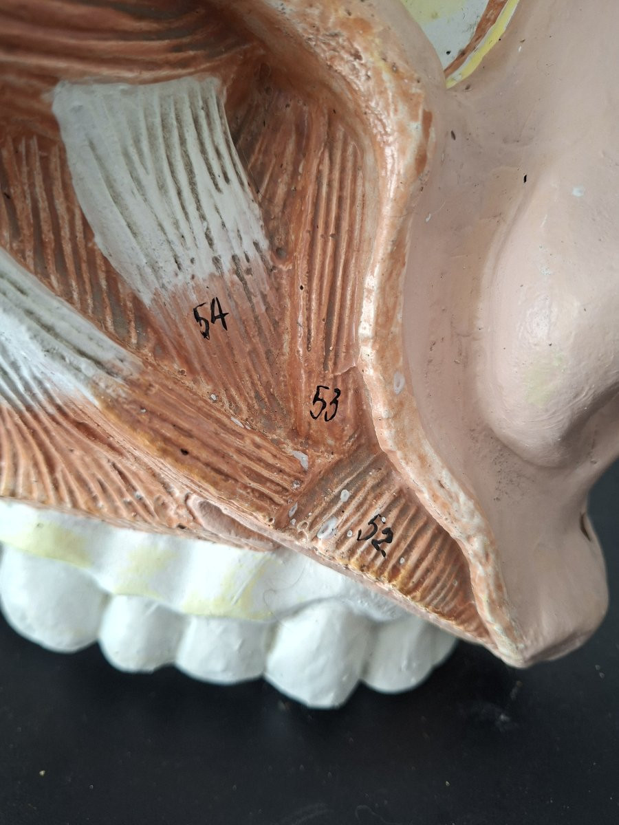 Anatomie d'antan  Didactique à l'Oeil...-photo-2