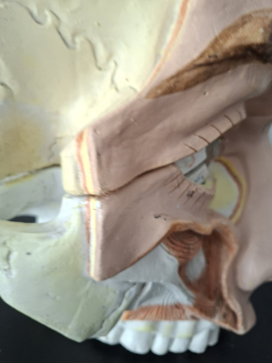 Anatomie d'antan  Didactique à l'Oeil...-photo-3