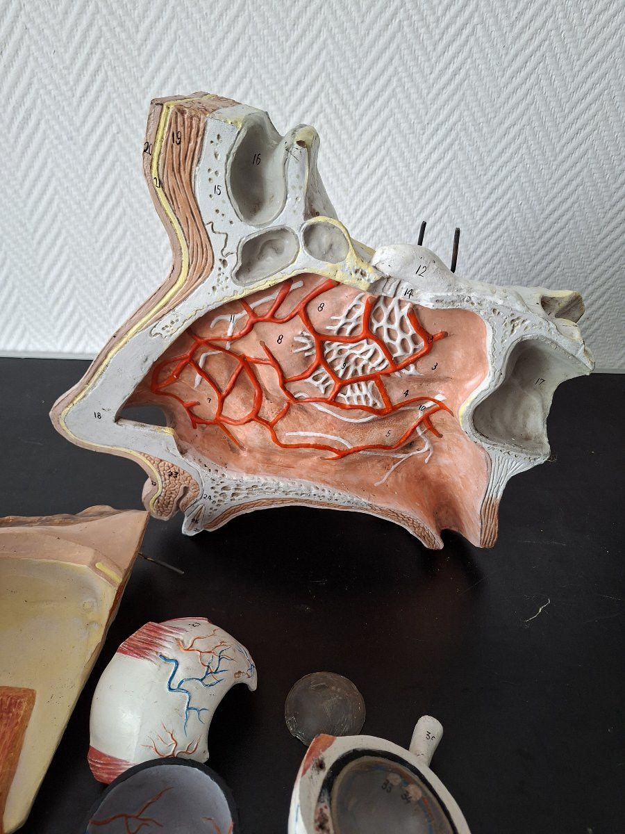 Anatomie d'antan  Didactique à l'Oeil...-photo-6