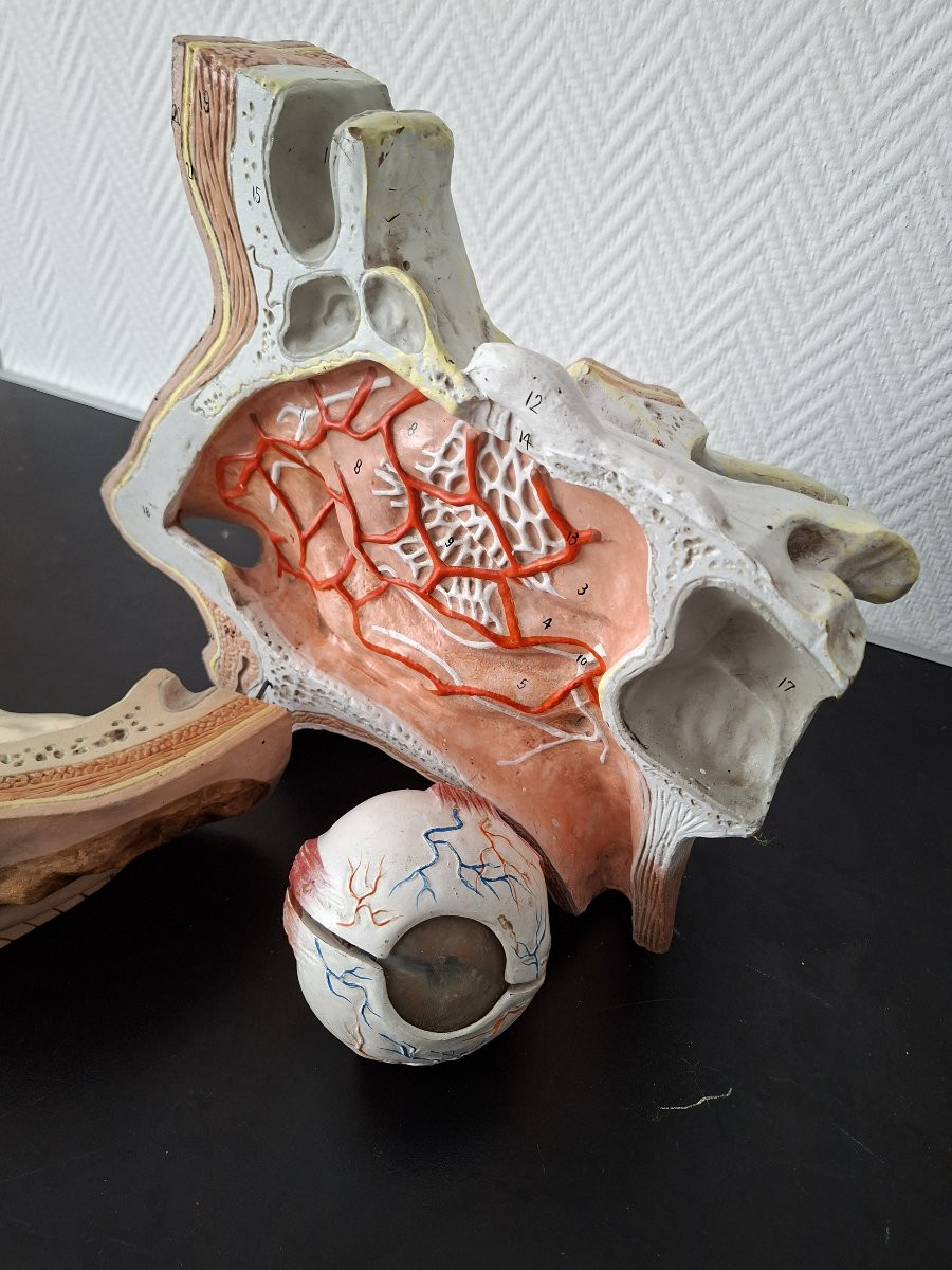 Anatomie d'antan  Didactique à l'Oeil...-photo-7