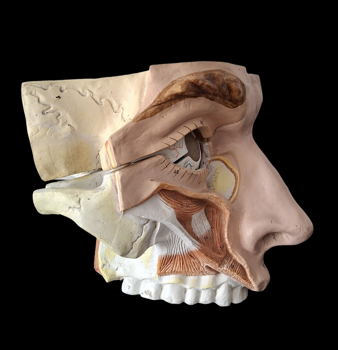 Anatomie d'antan  Didactique à l'Oeil...
