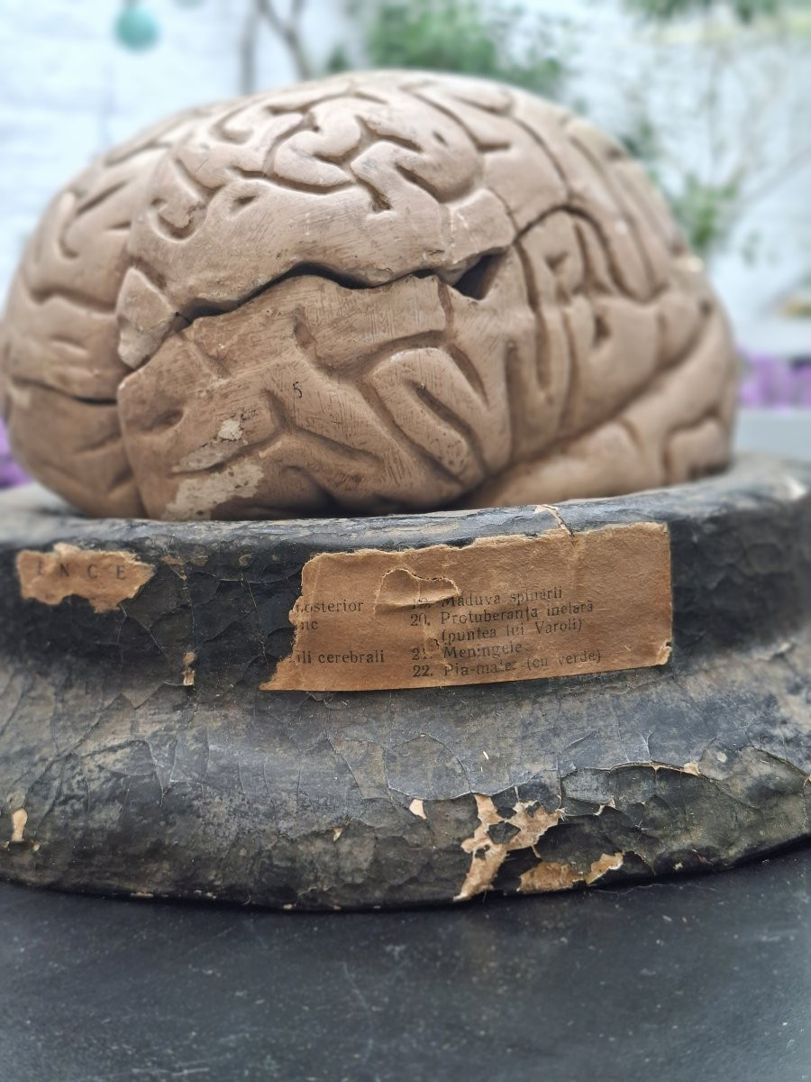 The Brain In All Its Forms Didactics 19th...auzoux Bock-steger Or Tramond-photo-7