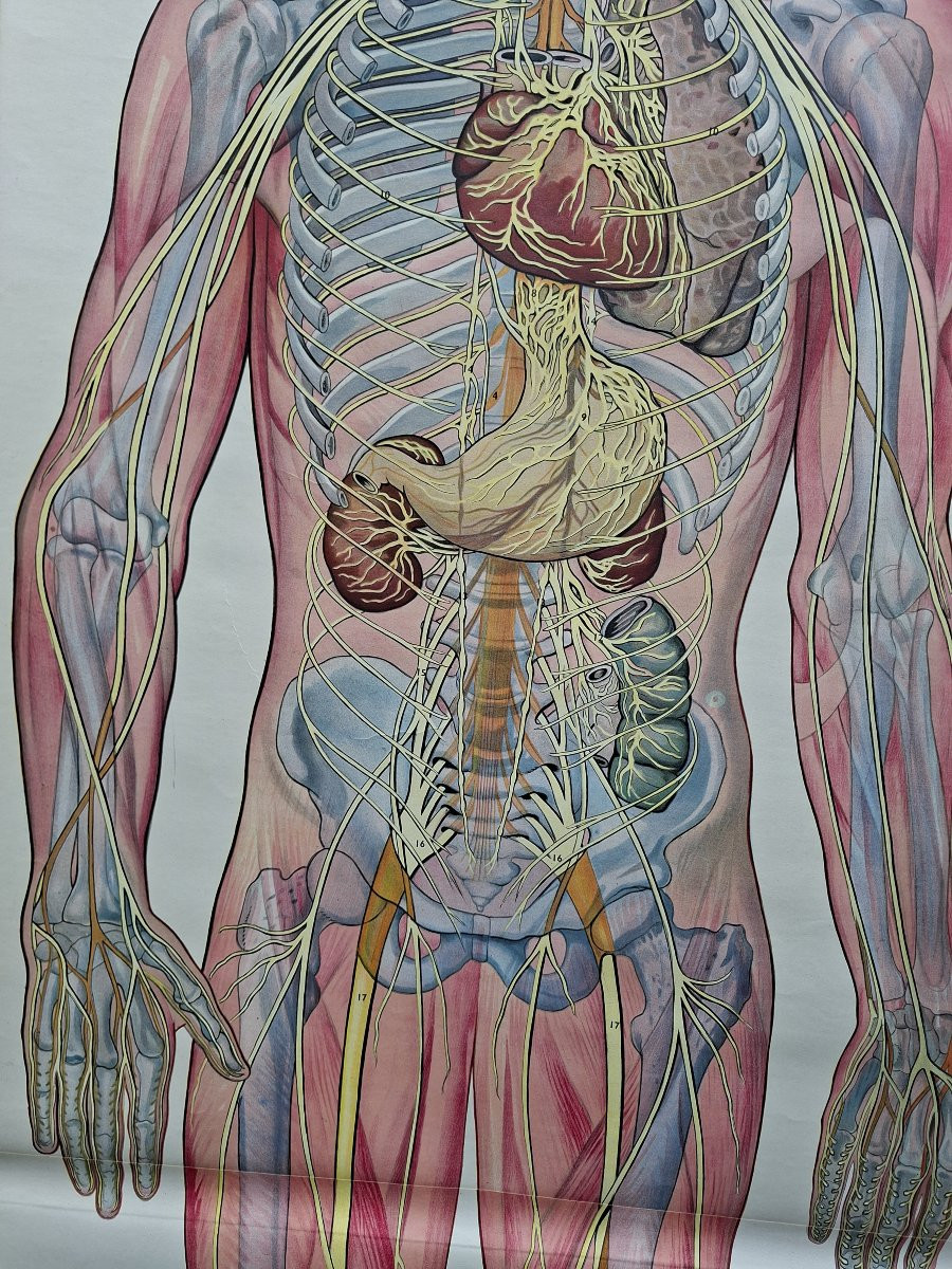 1950: Nervous System Poster By R. Tupy Sweden-photo-8