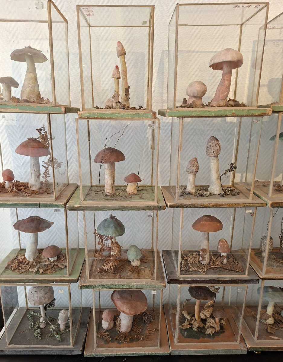 A Wall Of Mushroom Display Cases For Apothecaries-photo-4