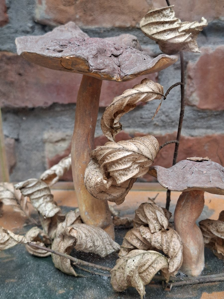 A Wall Of Mushroom Display Cases For Apothecaries-photo-1
