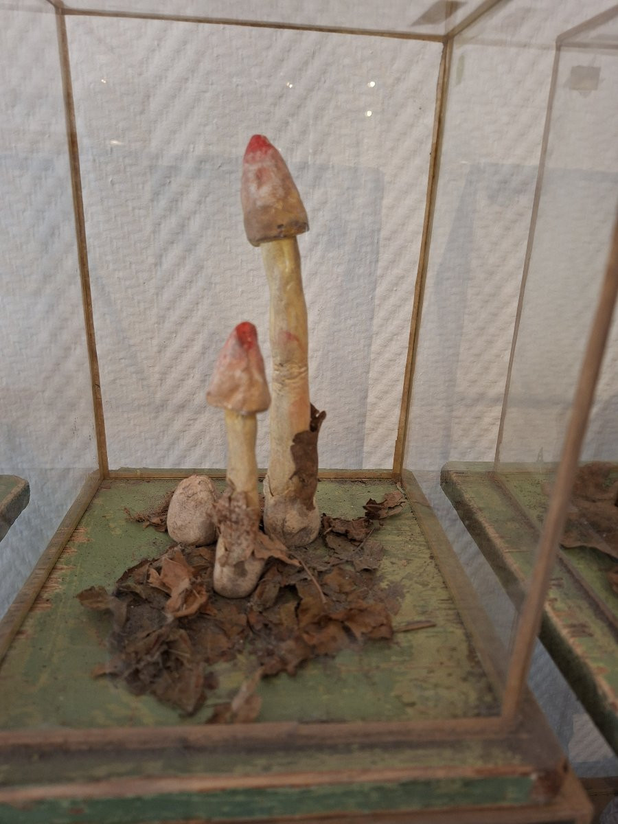 A Wall Of Mushroom Display Cases For Apothecaries-photo-3