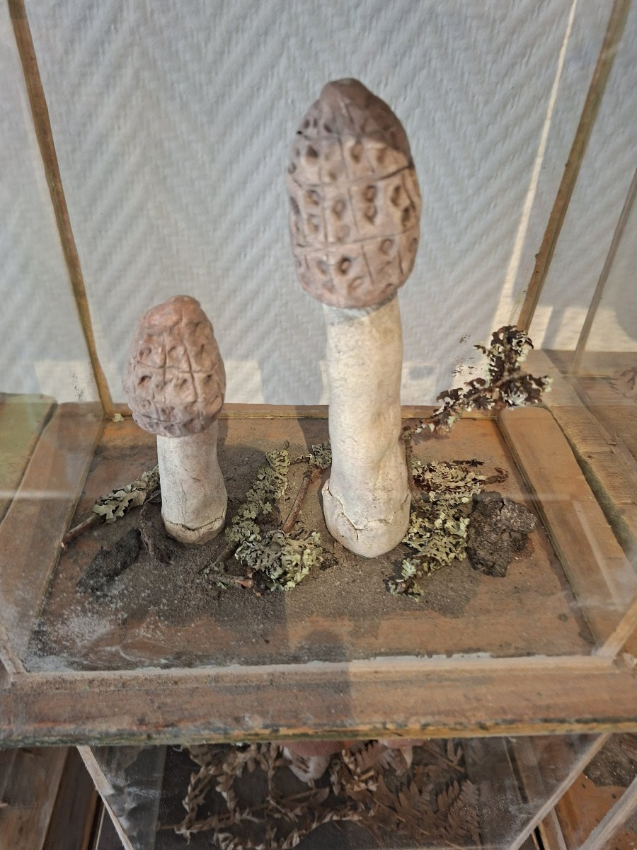 A Wall Of Mushroom Display Cases For Apothecaries-photo-4